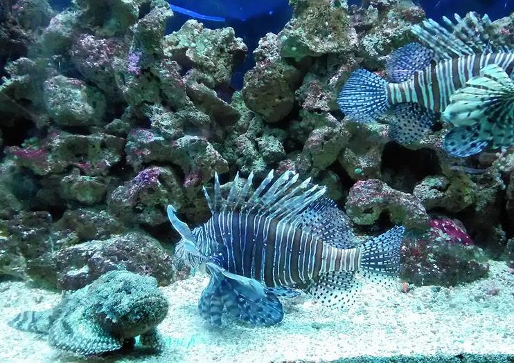 Acqua Mundo Aquarium